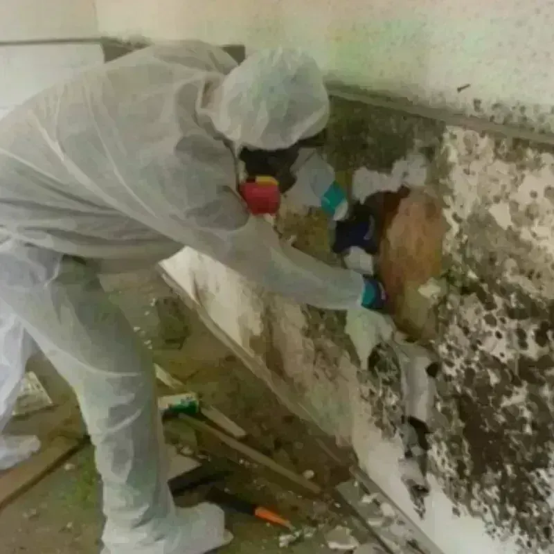 Mold Remediation and Removal in Rome, ME